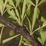 Crescentia alata പുറംതൊലി