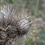 Arctium minus ഫലം