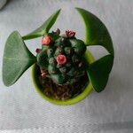 Euphorbia ritchiei Fulla