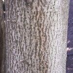 Corynocarpus laevigatus Casca