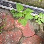 Laportea aestuans Leaf