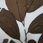 Amanoa grandiflora Leaf