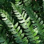 Polystichum braunii Likasa