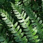 Polystichum braunii Foglia