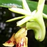 Dendrobium poissonianum Flower