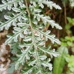 Scrophularia lucida Leaf