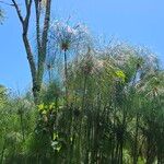 Cyperus giganteus 形态