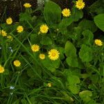 Doronicum columnae Květ