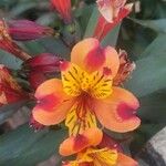 Alstroemeria aureaফুল