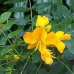 Senna occidentalis Flor