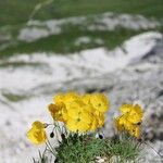 Papaver alpinumFlower