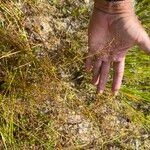 Fimbristylis autumnalis Habitat