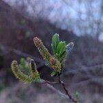 Salix sitchensis List