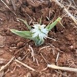 Chlorophytum africanum Flor