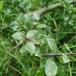 Commiphora madagascariensis Лист