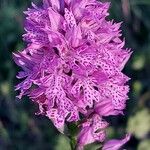 Neotinea tridentata Flower