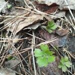 Ranunculus tuberosus 葉