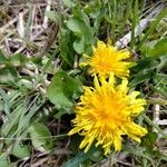 Taraxacum cucullatiforme 花