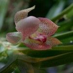 Dichaea panamensis Fruto