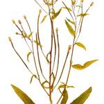 Epilobium palustre Λουλούδι