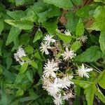 Clematis vitalbaফুল