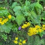 Ranunculus cortusifolius Habit