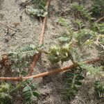 Tribulus terrestris Други