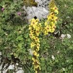 Verbascum nigrum Kvet