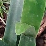 Clivia gardenii Leaf