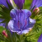 Echium plantagineum Flor