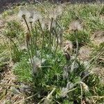 Pulsatilla grandis Flor