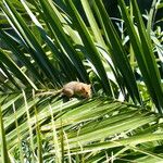 Phoenix canariensis Blatt