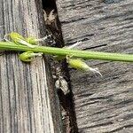 Melilotus officinalis 樹皮