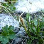 Carex macrostylos Habitat