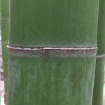 Phyllostachys edulis Rinde