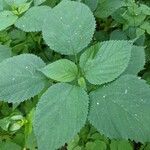 Laportea canadensis Folla