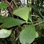Clusia flava Other