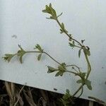 Veronica triphyllos Leaf