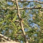 Senegalia senegal Лист