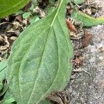 Rudbeckia fulgida Leaf