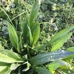 Plantago lanceolata পাতা