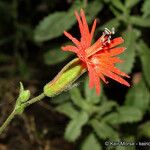 Silene laciniata ᱵᱟᱦᱟ