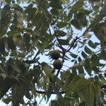 Juglans californica 果