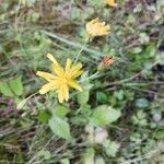 Crepis paludosaFlower