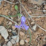 Moraea sisyrinchium Fiore