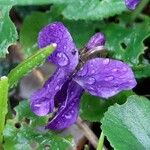 Viola reichenbachiana Kukka