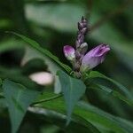 Chelone glabra Flower