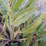 Echium creticum Листок