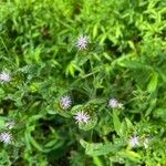Elephantopus elatus Hoja