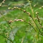 Persicaria minor Kvet